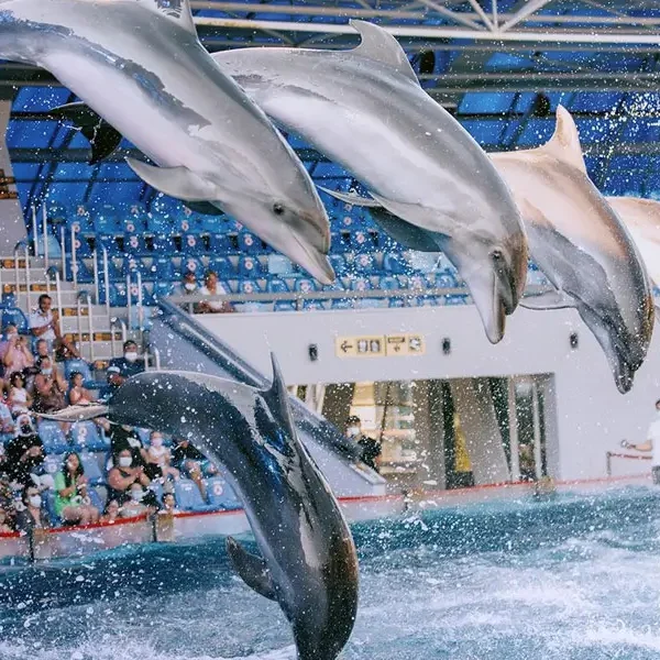 Dolphinarium Batumi